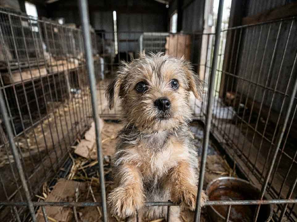 Biscuit, a small scruffy puppy, looks out through the bars of a wire cage.